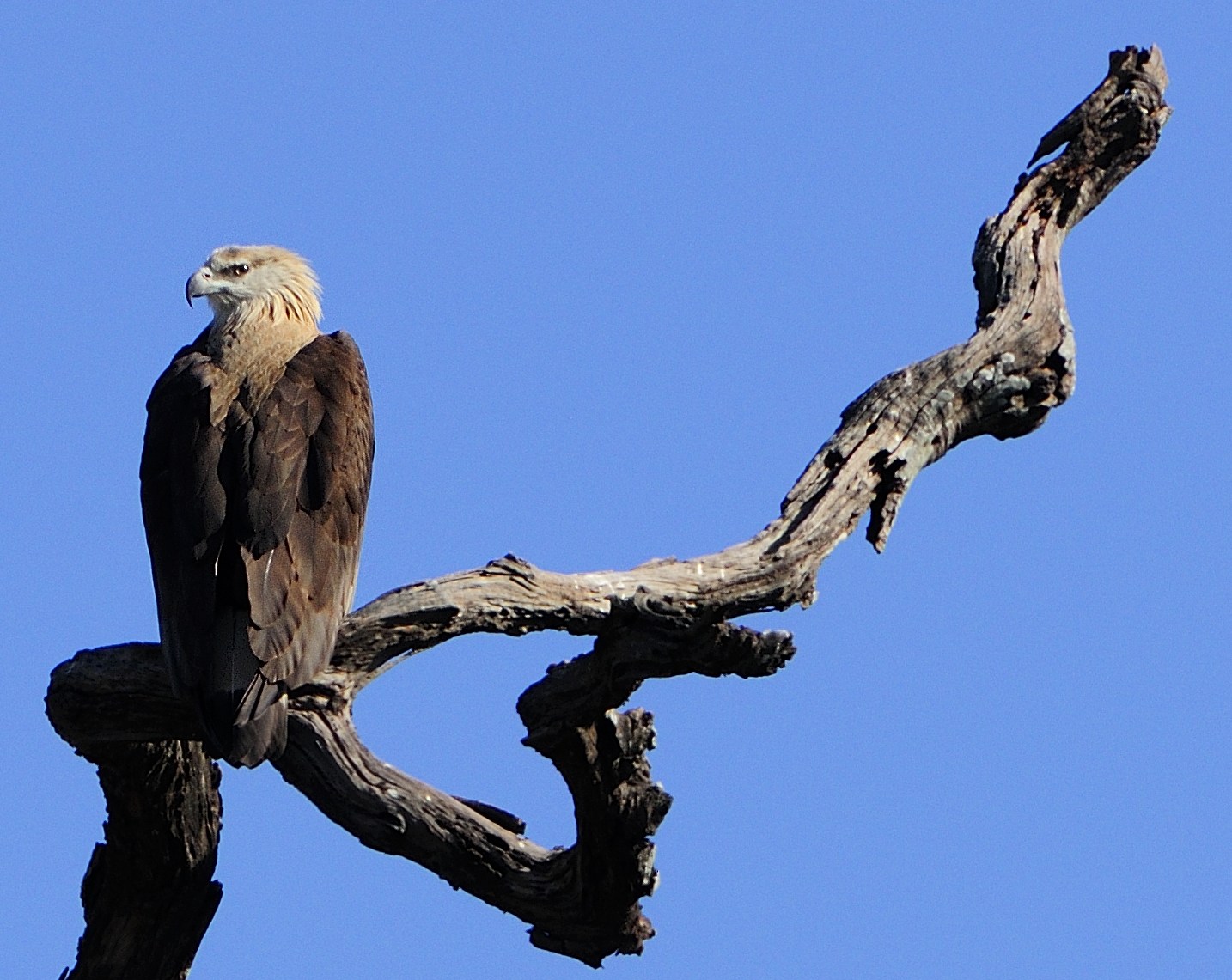 two birds sitting on a dead tree limb