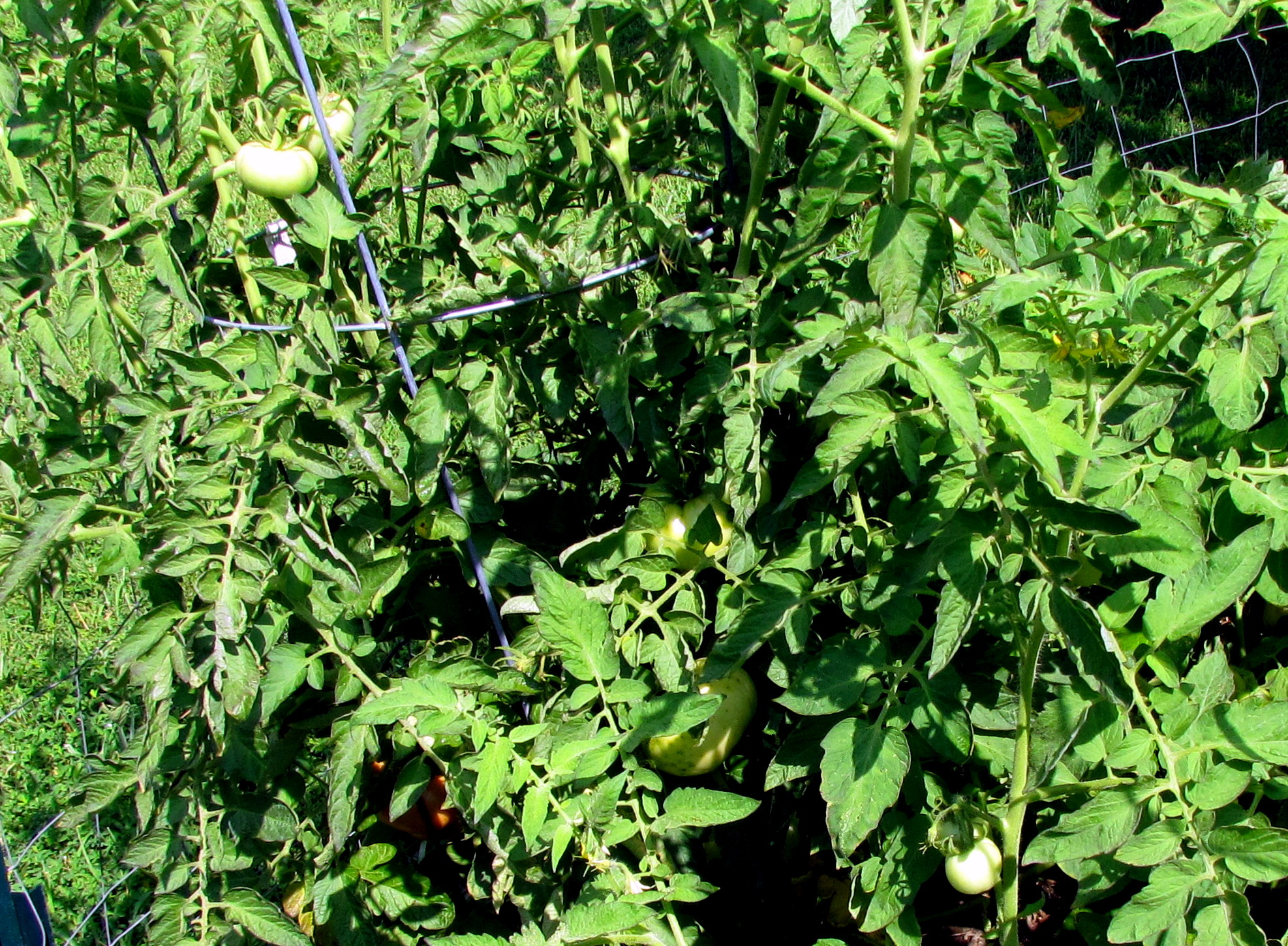 several tomatoes growing on the plant in a garden