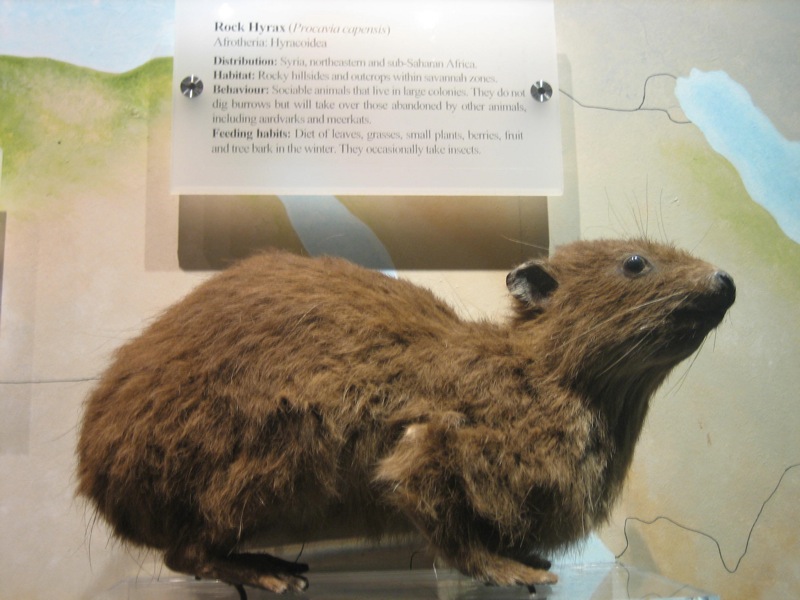 an animal display with the word groundhog