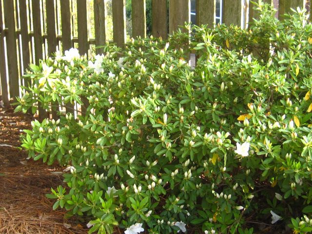 small shrubs with white flowers next to a fence