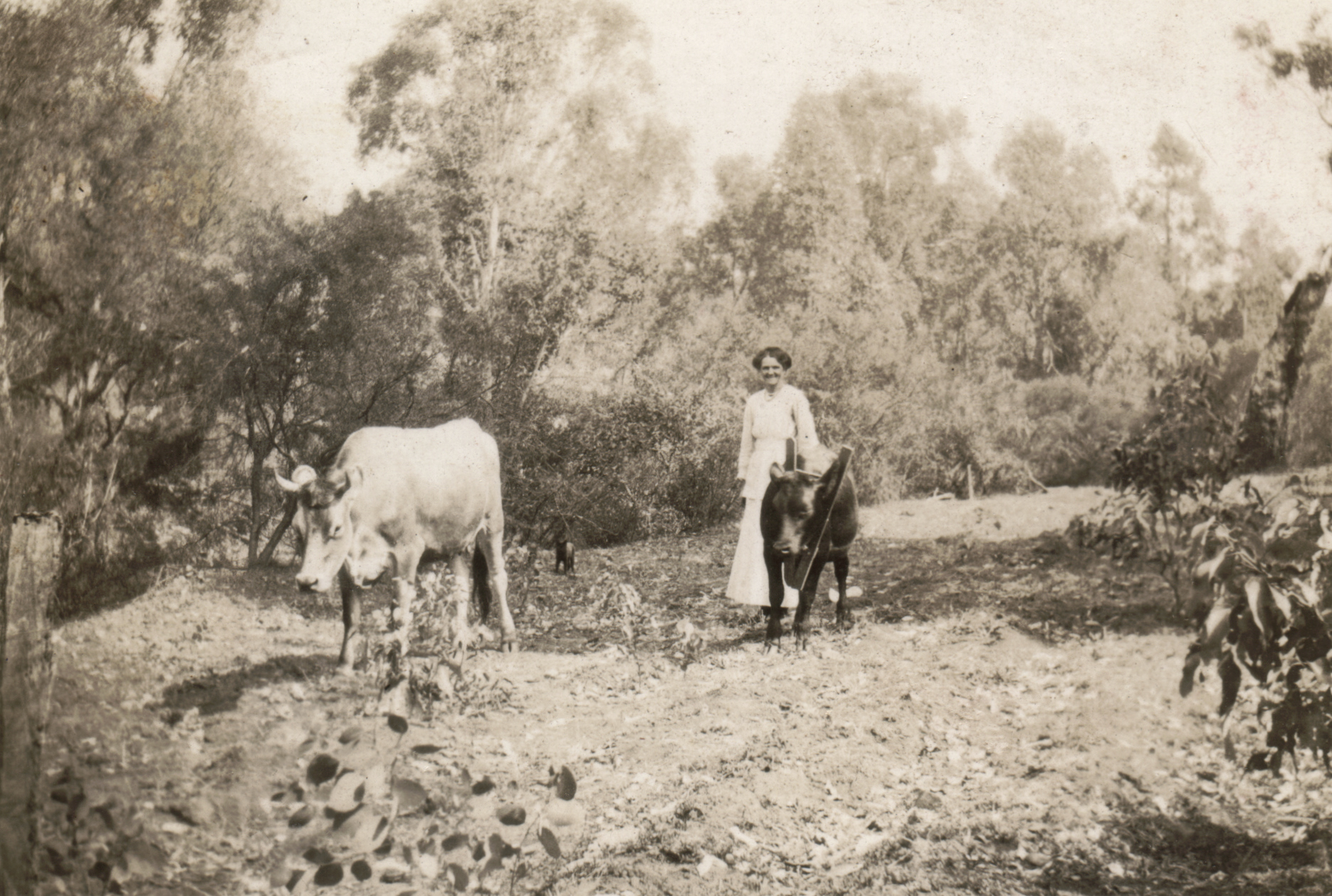 a person stands in a field with two cows