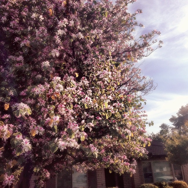 the tree is beautiful pink, pink and green