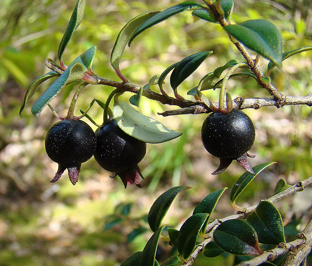 two black berries on a small tree nch