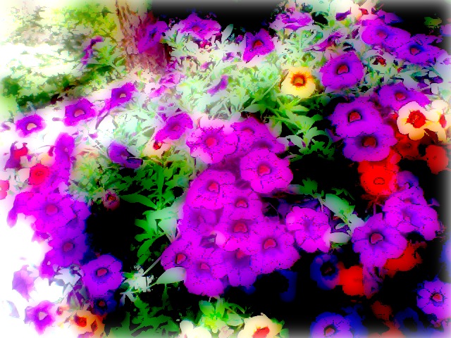 a bunch of purple and orange flowers with watermarked po