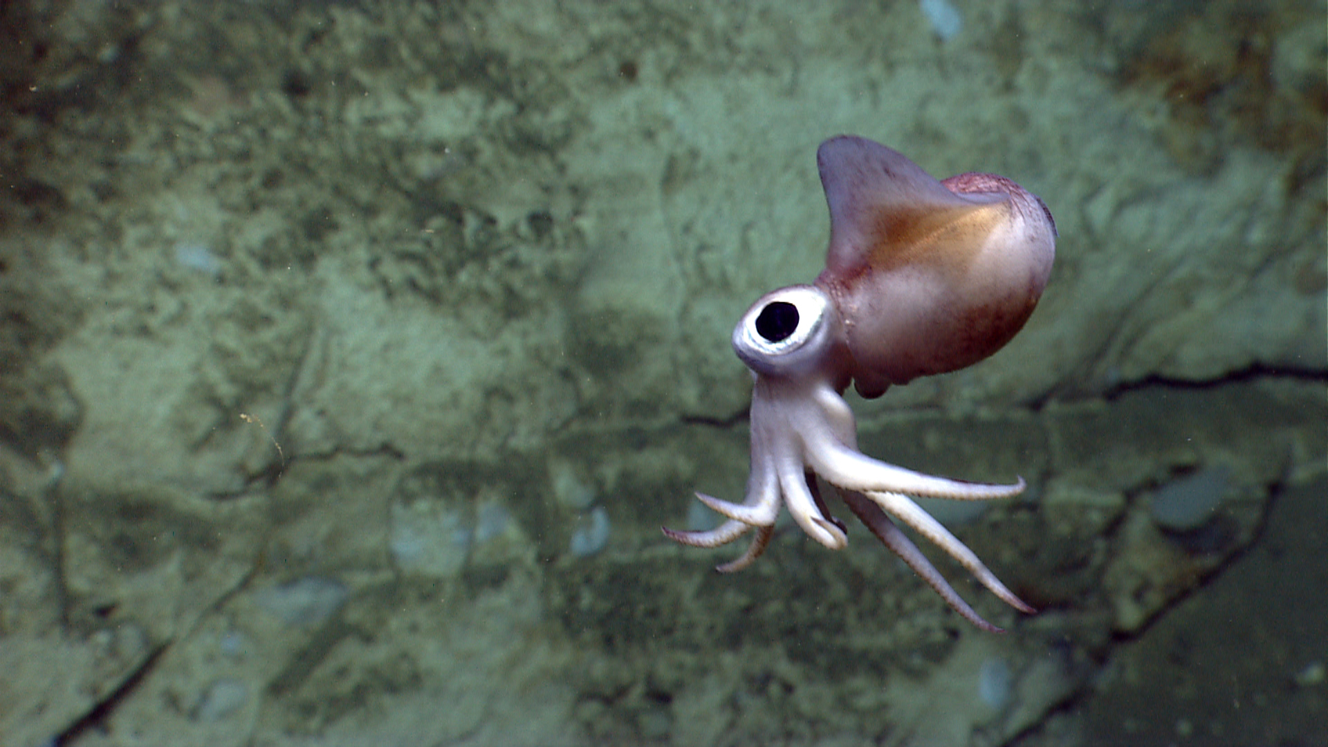an underwater view of an squid with big eyes