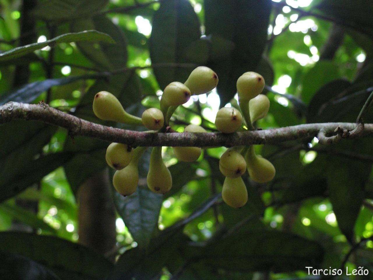 a tree nch with many nuts still on it