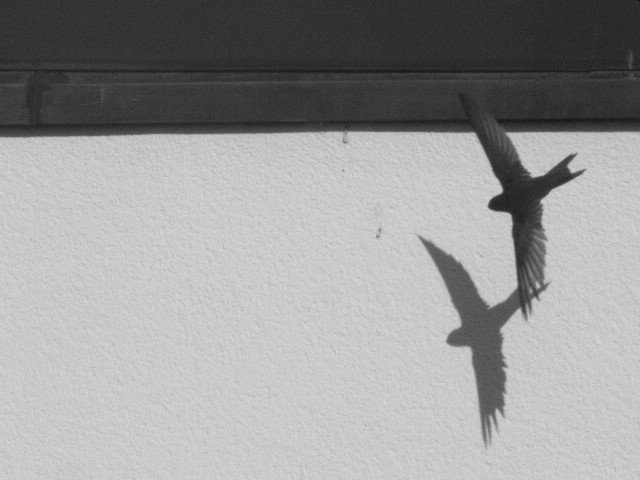 black and white pograph of a bird flying past a building