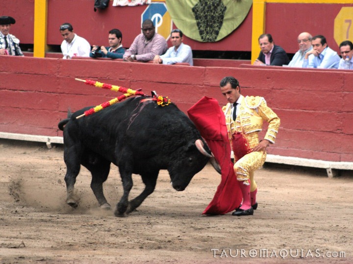 a person with a mata costume walks near a bull
