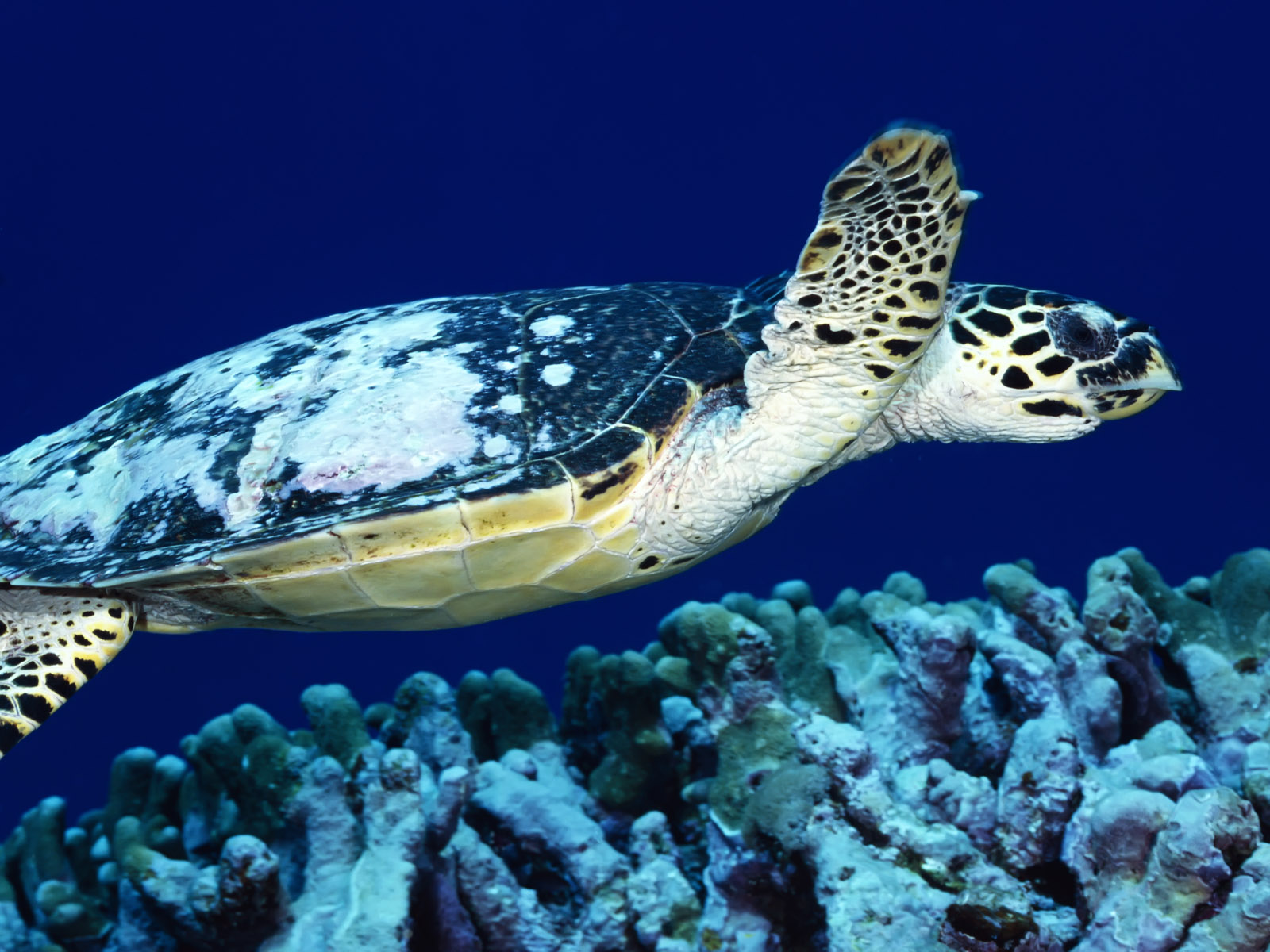 a turtle swimming in the ocean above a coral reef