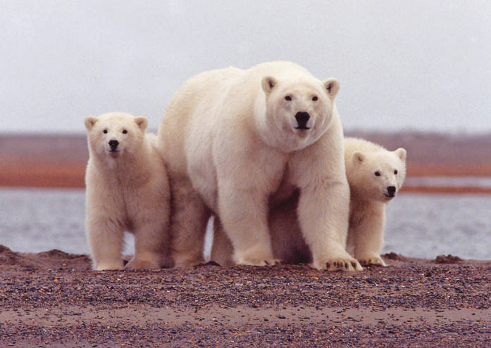 three polar bears on an island in the snow