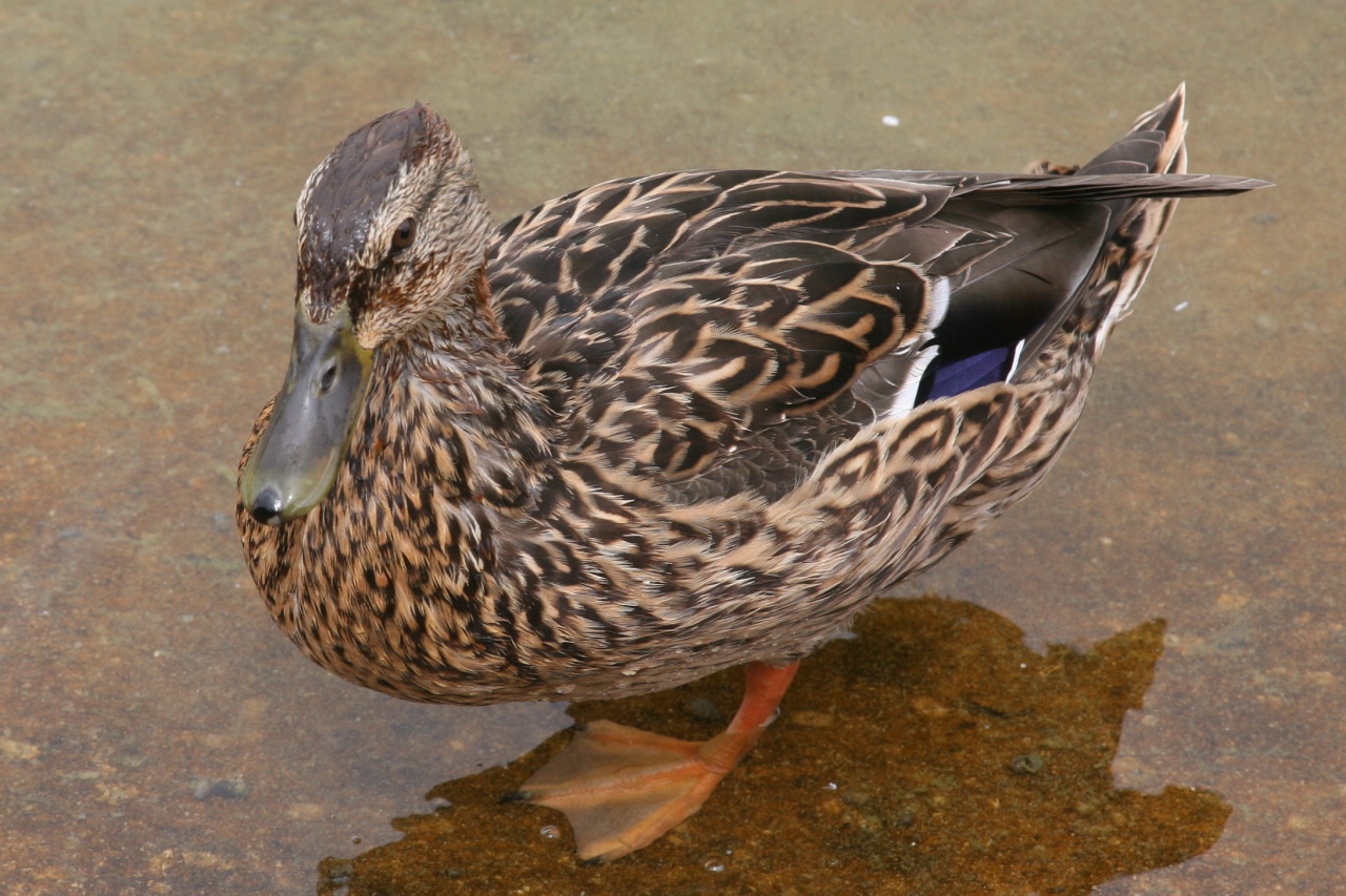 a duck is sitting on top of the water