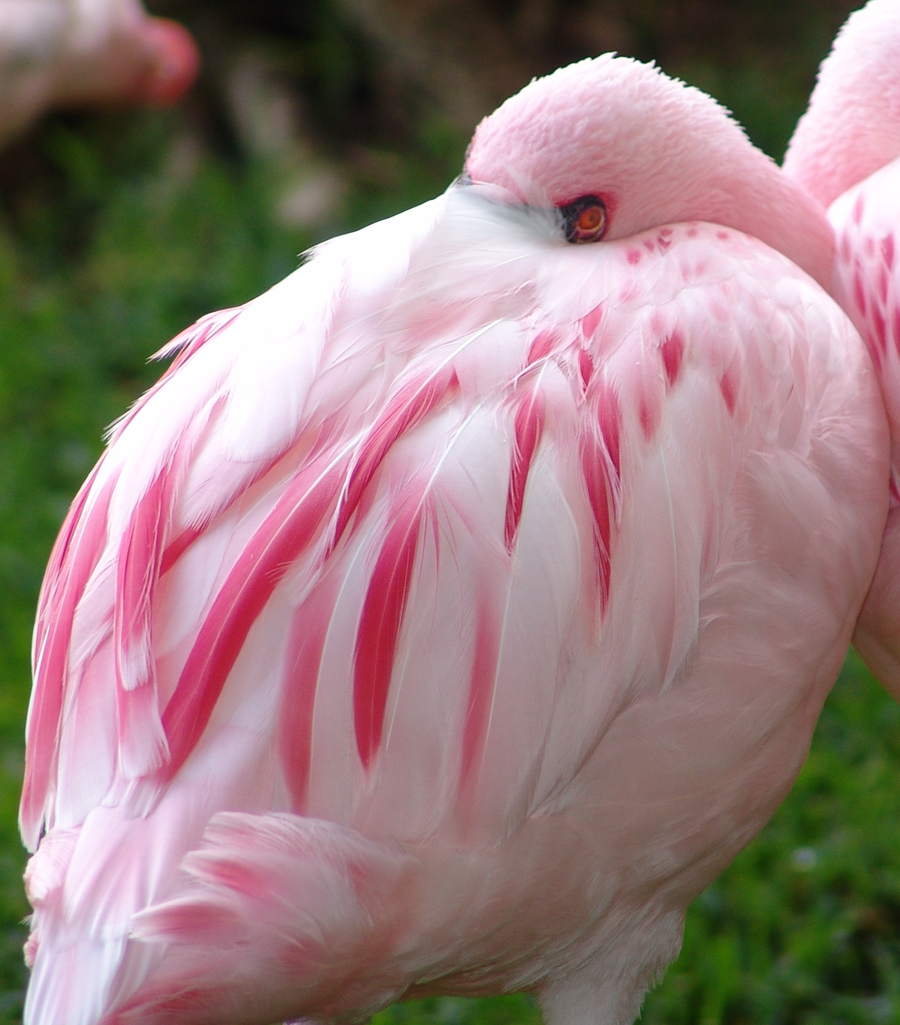 some pink birds are walking around in the grass