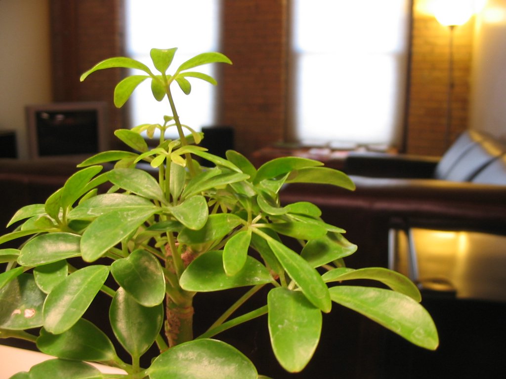 the green plant is in a pot beside two windows