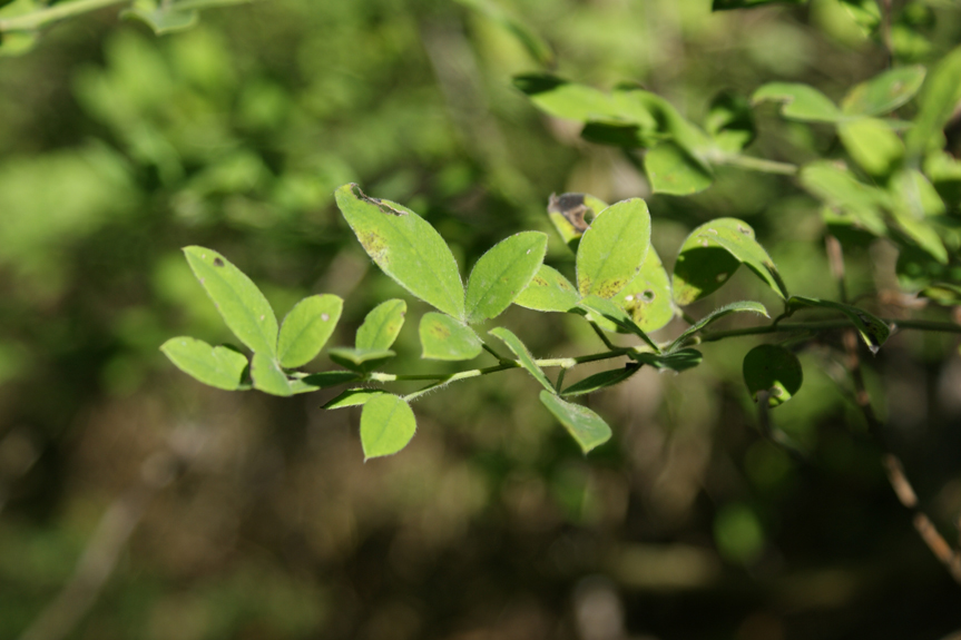 leaves are on a twig in the sunlight