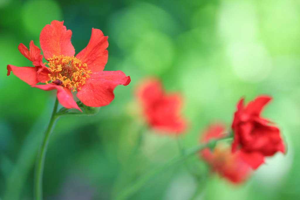 an orange flower and some other flowers on a sunny day