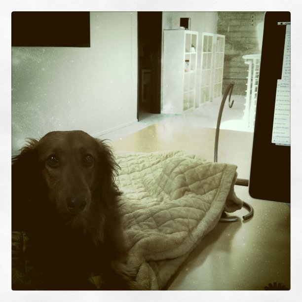 a dog laying down with his blankets up on a desk