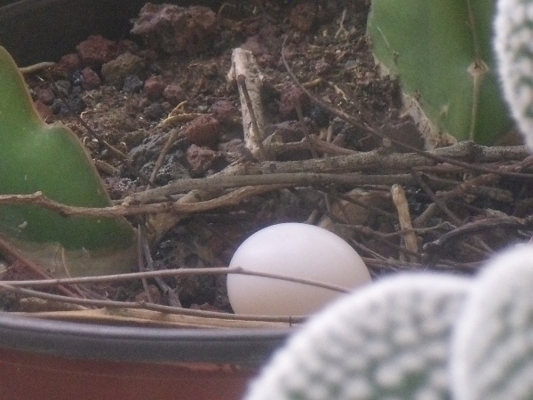 a bird egg sits in a pot full of dead leaves