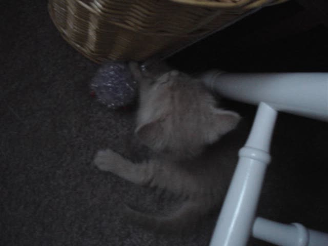 a kitten playing with some balls under a white chair