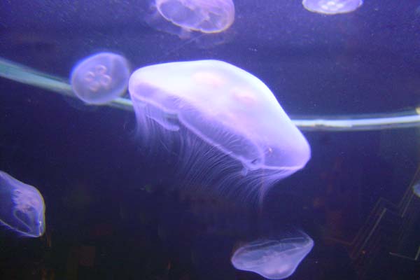 a sea animal inside of a glass tank