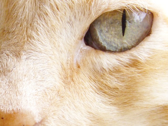 the top portion of an orange cat's face with it's head looking toward the camera