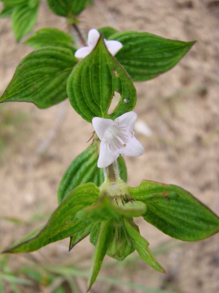 small white flowers with green leaves and brown spots