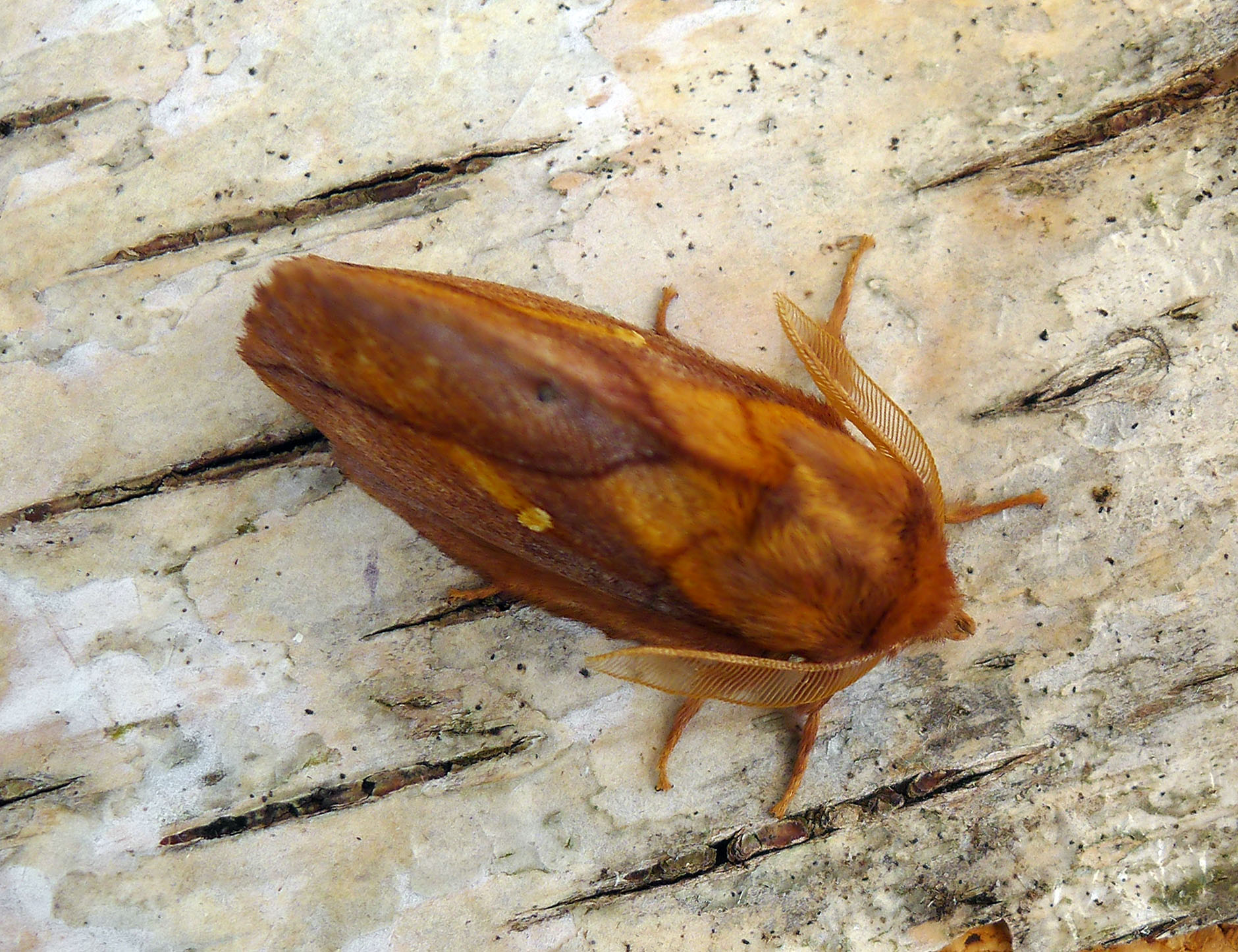 a moth resting on a wood piece on the floor