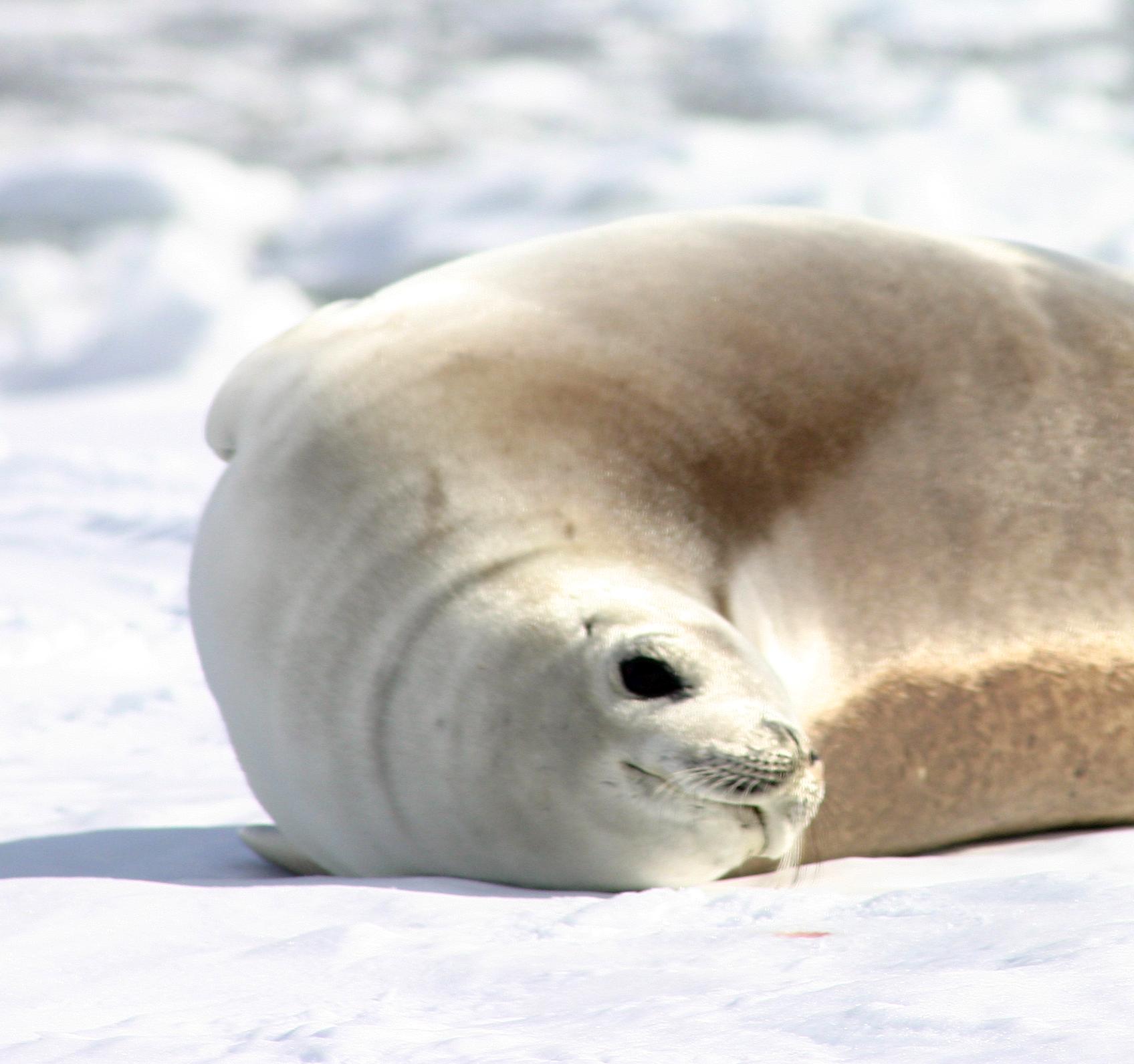 a seal on snow covered ground in a field