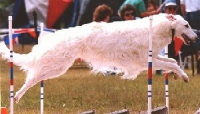 a dog leaping over obstacles in an animal agility contest