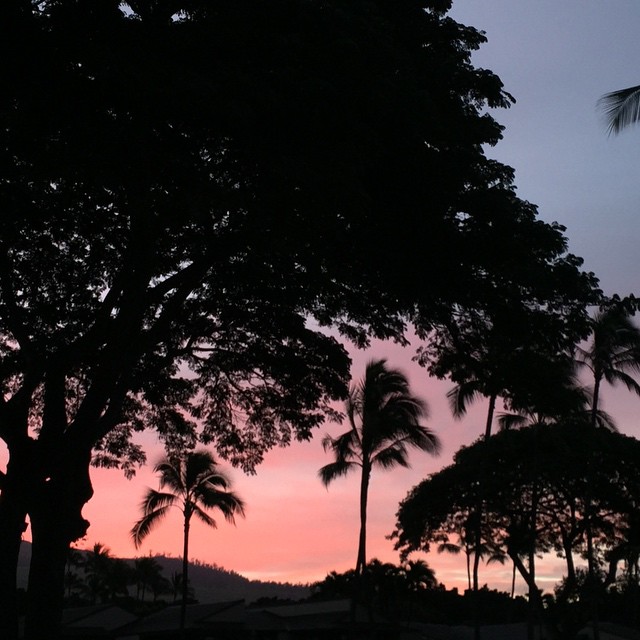 a pink and purple sky behind palm trees