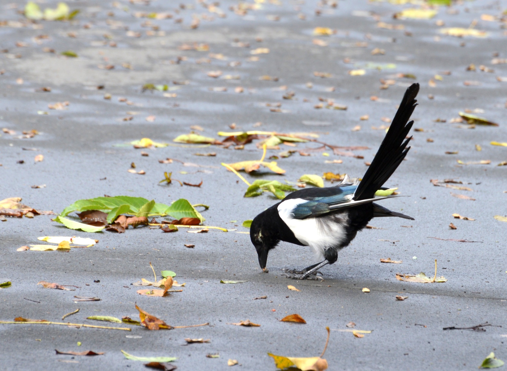 a black and white bird is standing on the wet ground with its wings outstretched