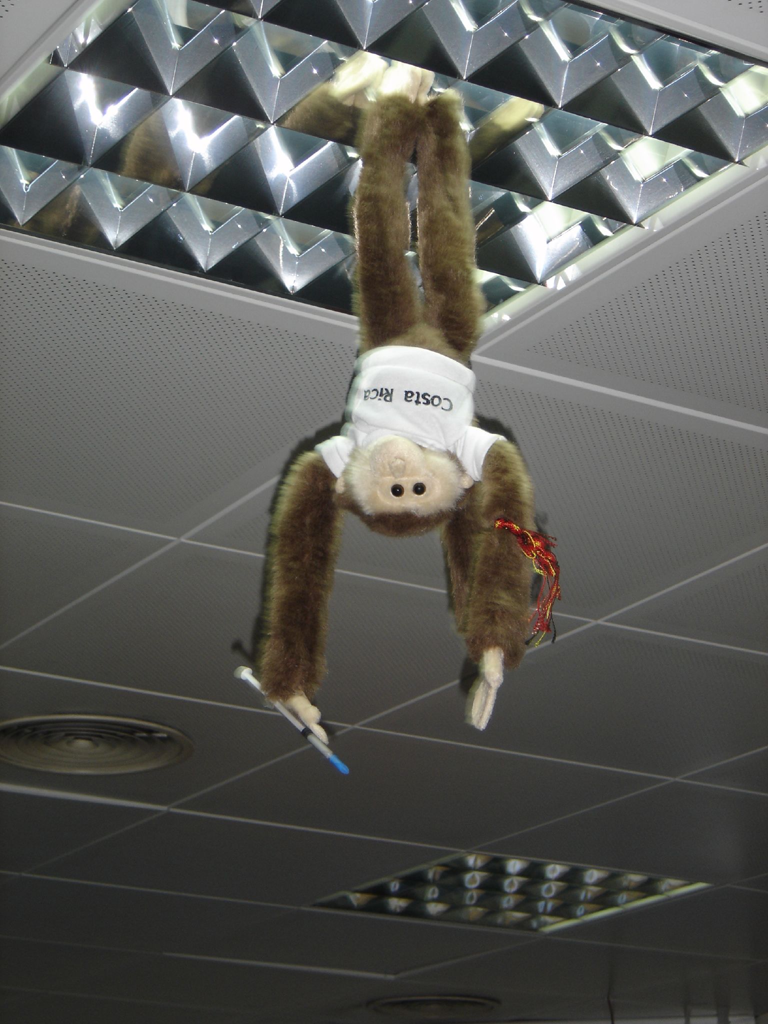 a monkey is suspended in the air by a rope