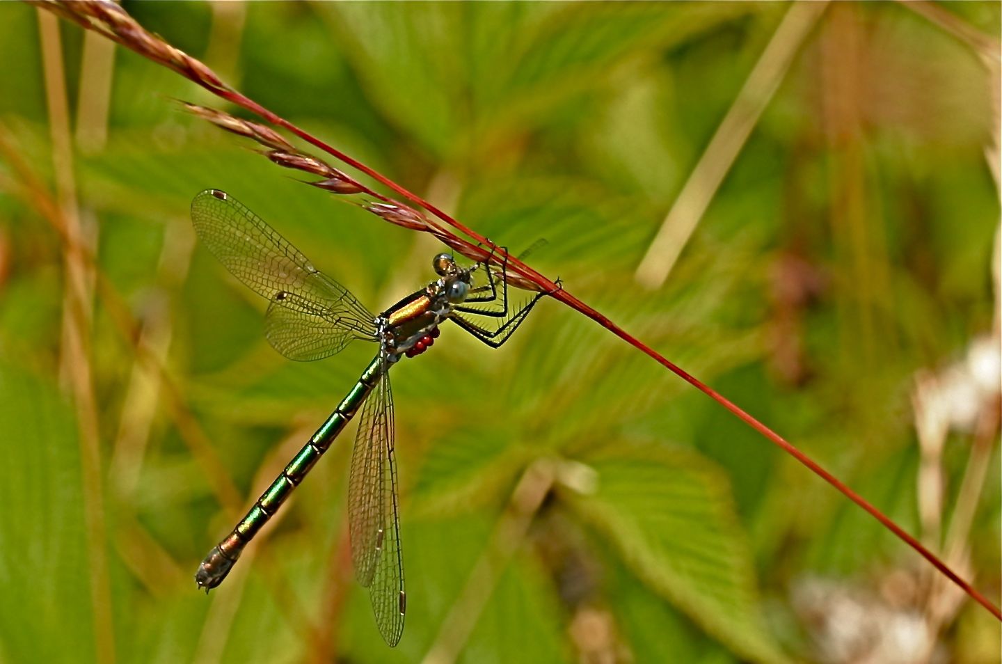 a dragon fly resting on a thin stem