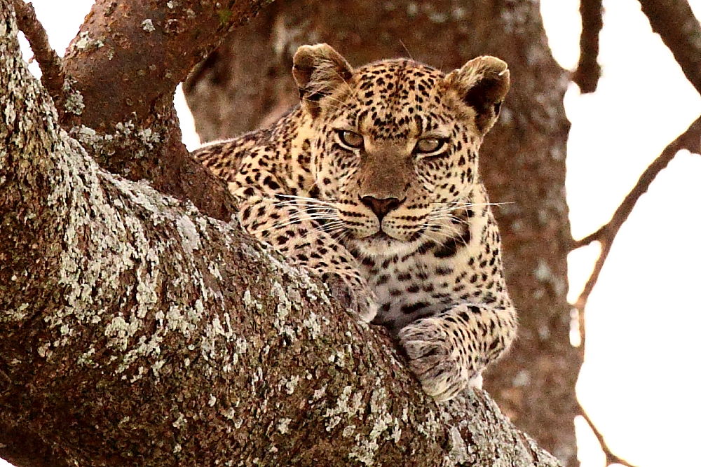 a leopard is laying down in the middle of a tree