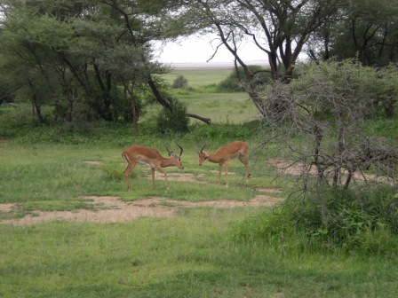 two antelope stand in the grass with trees around