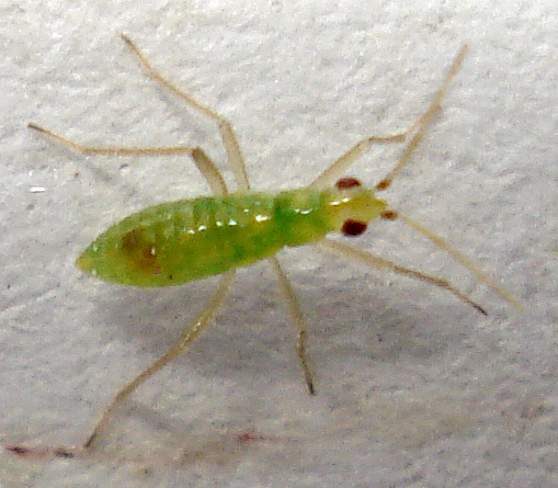 green bug with yellow and red markings on it