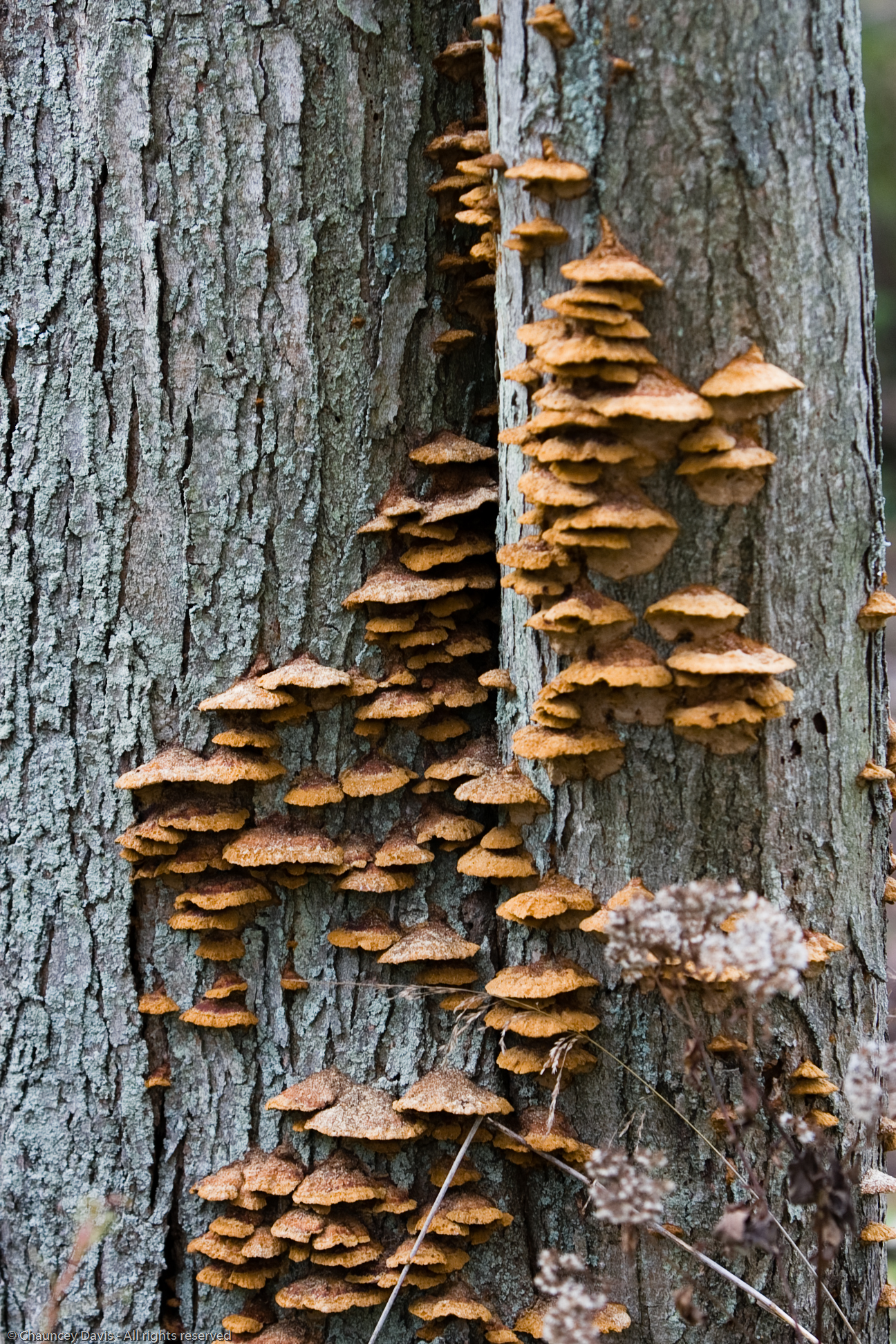 many mushrooms are growing from a tree in the forest