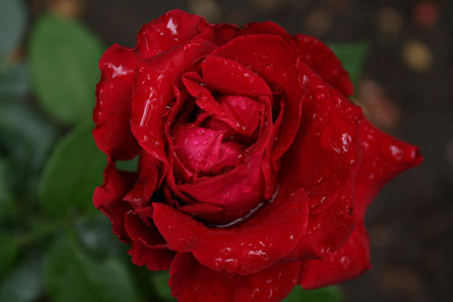 a close up view of a red rose with dew