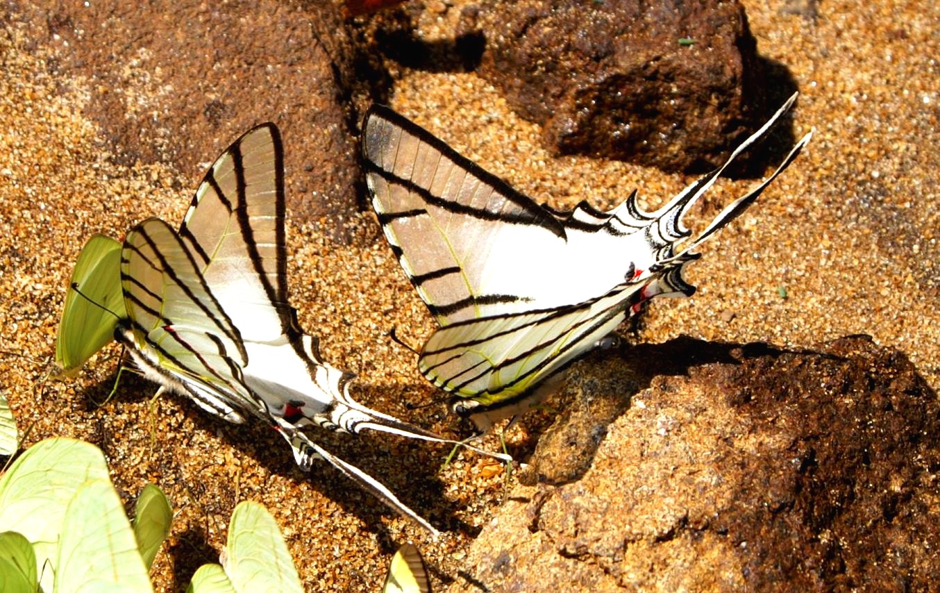 a white and black erfly is sitting on rocks