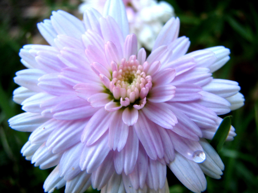 a close up of some flowers with drops of water