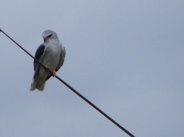a small white bird sitting on top of a power line