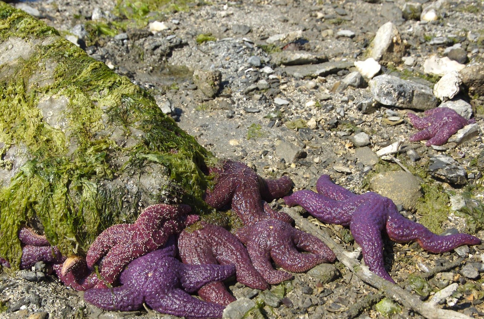 the purple toy is sitting near a rock