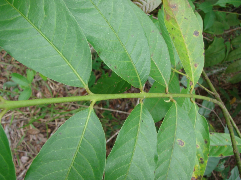 the green leaf of the plant is dying