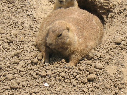 two cute animals laying next to each other in the dirt