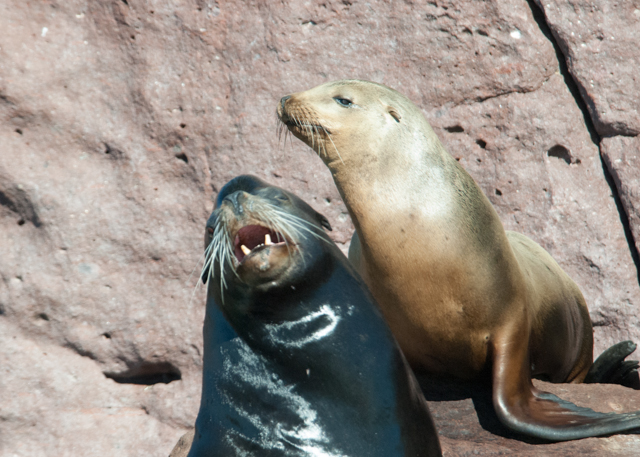 the two sea lions are playing near each other