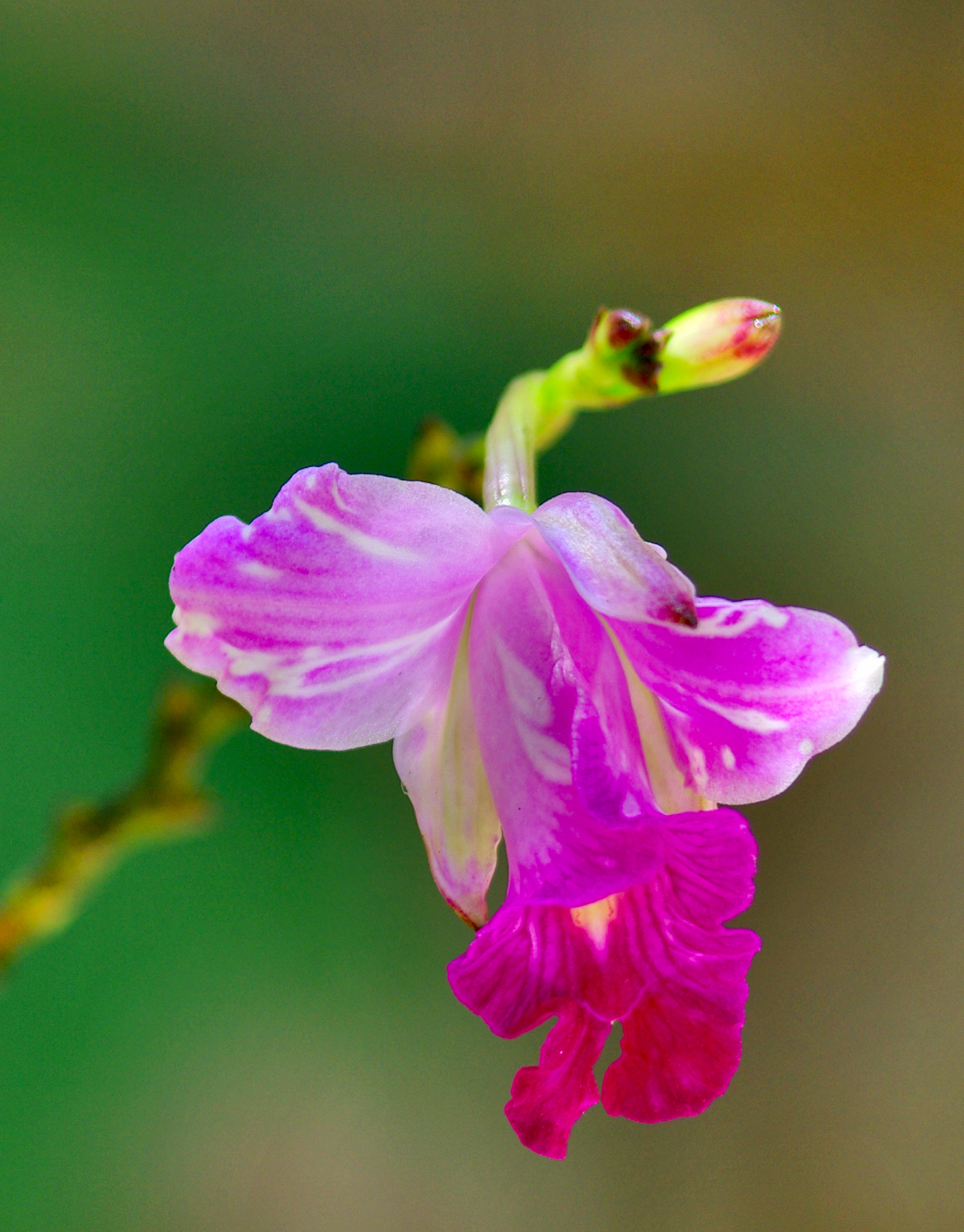 a close up po of a pink flower with the focus on its center