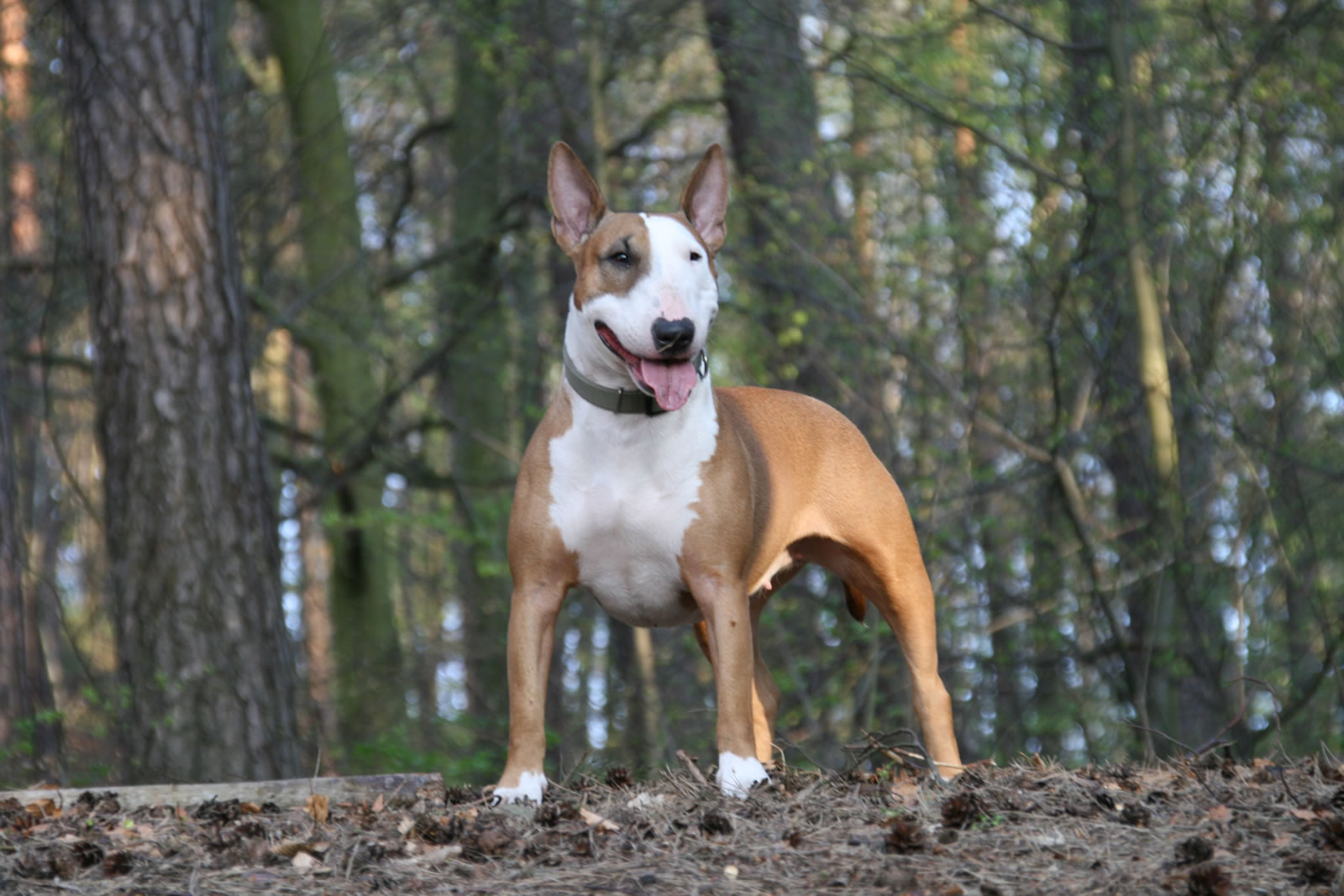 a dog standing in front of trees with his tongue out