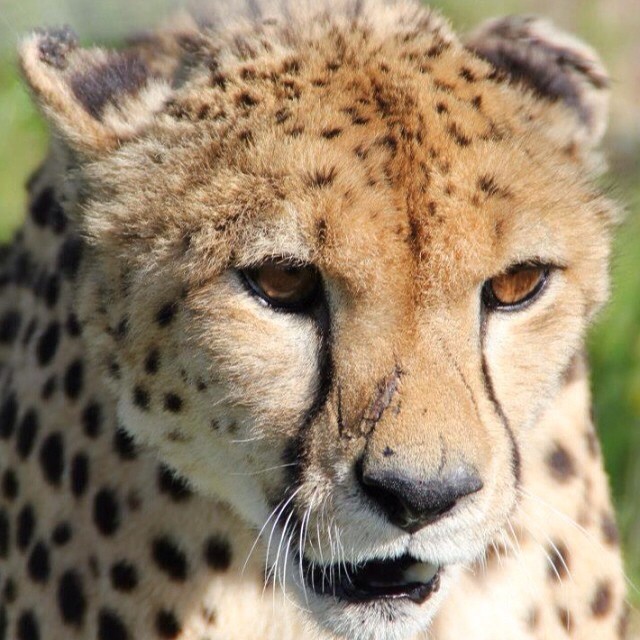 a close up of a cheetah on green grass