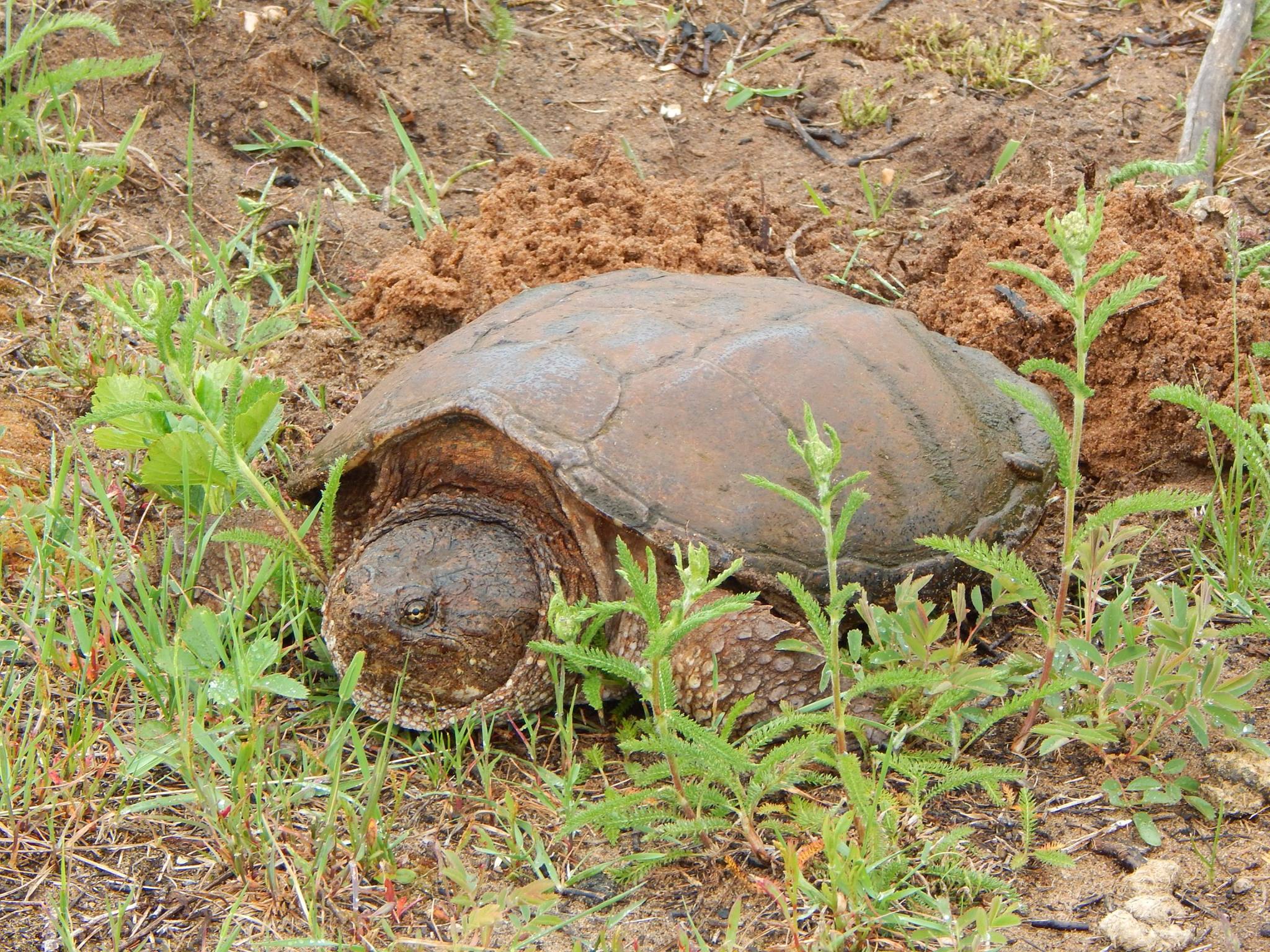 an older turtle crawling in the middle of a field