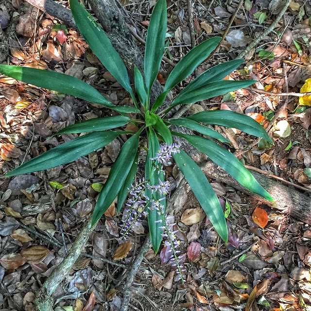 a flower grows from the ground among leaves