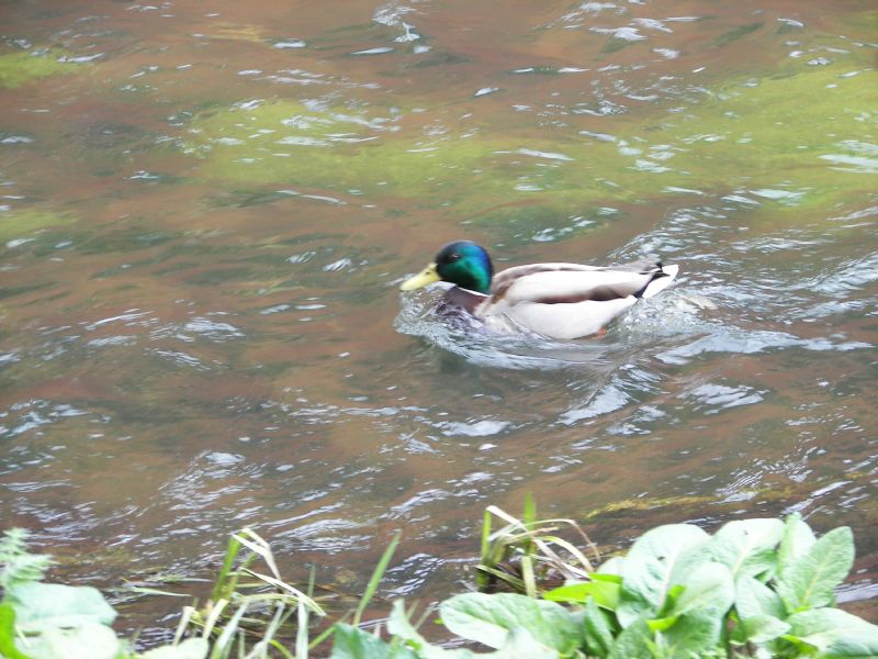a duck swimming in a pond with some plants